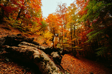 Aerial view of colorful autumn mountain landscape
