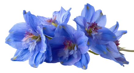 Close-up of delicate blue blossoms with a soft, ethereal glow against black