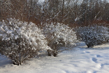 Snow covers the ground and bushes, with leafless trees in the background.