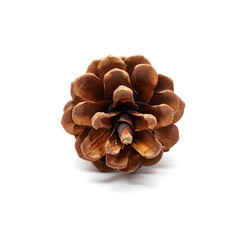 Brown pine cone on white background for decoration or nature themes