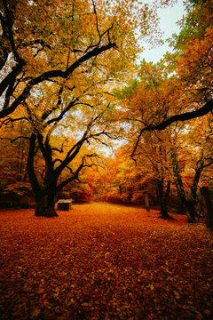 Aerial view of colorful autumn mountain landscape
