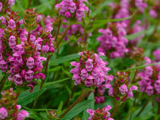 Obraz premium Prunella grandiflora is a perennial herbaceous plant ; a species of the genus Prunella of the family Lamiaceae