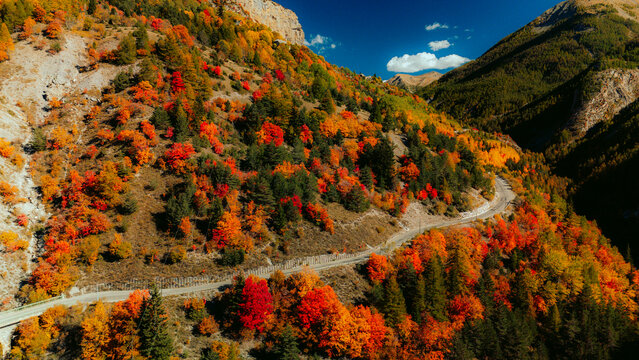 Drone view of autumn forest with vibrant fall colors