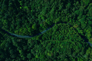 Forest road, road in beautiful autumn forest at sunset, trees with red and orange leaves, Beautiful landscape view from flying drone in Nature, Rainforest ecosystem, electric car driving, EV green,