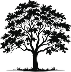 Obraz premium A mature broadleaf tree illustrated in black and white vector style, full rounded canopy, clean silhouette, solid black shapes, no gradients, Adobe Stock safe 2