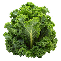 lettuce isolated on white background