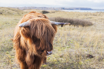 Robustrind auf der Weide an der K&uuml;ste der Ostsee im Winter
