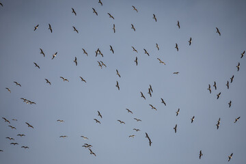 A large flock of seagulls spreads across the sky above P&oacute;voa de Lanhoso, their wings scattered like moving silhouettes against a soft, cloudy blue backdrop.