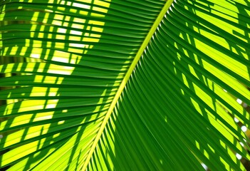 Large, vibrant green tropical palm leaf, sunlight dappled,  paradise,  background