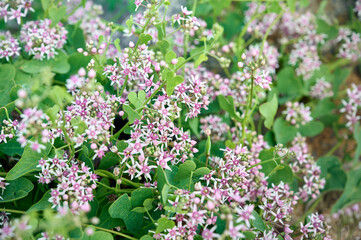 Obraz premium Cynanchum acutum vine with pink star-shaped flowers in the wild.