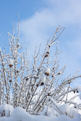 Apfelbaum mit Schnee