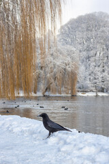 Stadtparksee in Hamburg im Winter