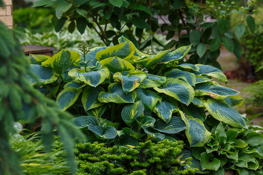 osta tokudama flavocircinalis in landscape design. Hosta tokudama flavocircinalis is a plant for a shady garden