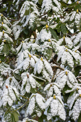 Rododendron mit Schnee