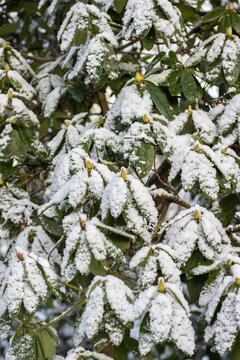 Rododendron mit Schnee