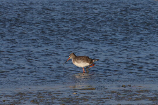redshank