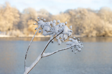 B&auml;renklau im Winter mit Schnee bedeckt