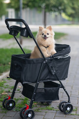 Cute spitz dog in pet stroller outdoors. 