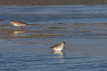redshank