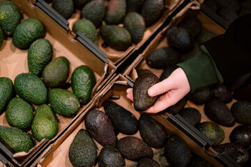 Organic avocado in male hand over boxes of fresh avocados, copy space.