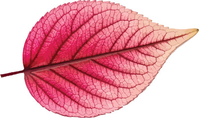 Obraz premium Vibrant Pink Leaf Illustration Nature Botanical Decoration Art
