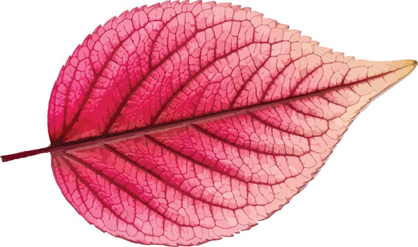 Vibrant Pink Leaf Illustration Nature Botanical Decoration Art