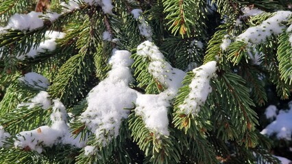 Fir tree branches accumulating fresh snow in winter