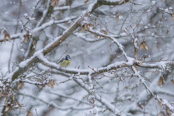 Mésange bleue en hiver © Laurent