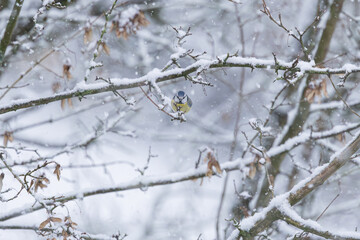 Mésange bleue sous la neige © Laurent