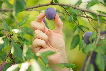 ripe blue plum on tree in an orchard