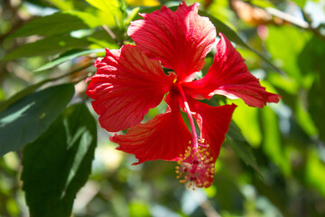 beautiful floral pattern with red hibiscus