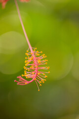 beautiful floral pattern with red hibiscus