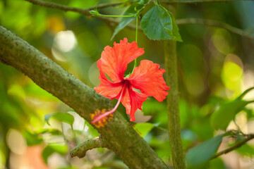 beautiful floral pattern with red hibiscus