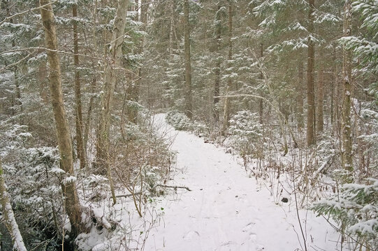 Forest path covered in snow near Aegviidu, Harju county, Estonia 