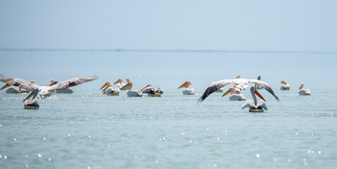 A flock of pelican birds walks along the blue lake of Cyprus. Flying pelicans in the blue sky. Waterfowl at the nesting site.