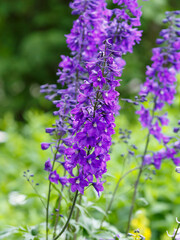 Naklejka premium Delphinium , or Larkspur , is a genus of annual and perennial herbaceous plants in the buttercup family ( Ranunculaceae )