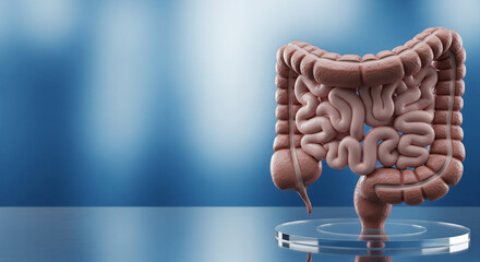 3D illustration of human large intestine, healthy colon model on blue background, digestive system anatomy and medical concept.