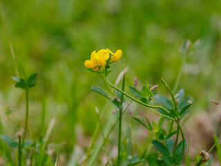 The horned lotus ( Latin- Lotus corniculatus ) is a species of perennial herbaceous plant of the genus Lotus of the legume family ( Fabaceae )