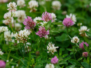 Red clover ( Latin: Trifolium pratense ) is a plant of the genus Clover ( Trifolium ), legume family ( Fabaceae ), subfamily Faboideae