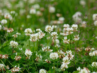 Dutch Clover, или White Clover, или Creeping Amoria ( лат. Trifolium repens ). Natural background with meadow grasses