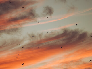 A gathering of crows against orange glowing clouds at sunset