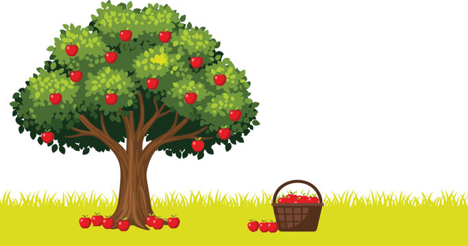 Apple tree with ripe red fruits, basket and fallen apples &mdash; harvest, nature, and organic farming concept in vector style