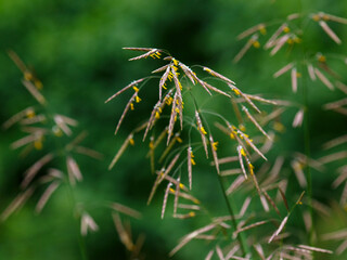 Brome grass ( Latin- Bromus inermis ) is a species of monocotyledonous plant of the genus Brome ( Bromus ) of the family Poaceae
