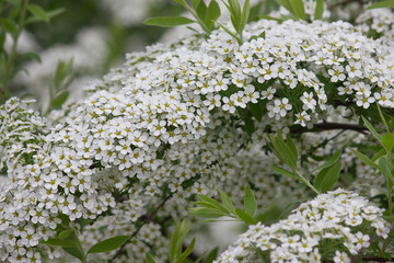 White flowers of spirea close-up. Flowering bush of meadowsweet.