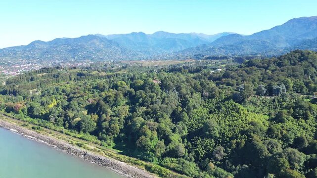 Lush green botanical garden on Black Sea coast in Batumi Georgia. 4K drone footage shows dense evergreen vegetation along a sunny shoreline with vivid colors and calm coastal atmosphere.