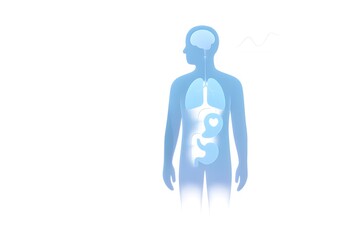 Minimal blue silhouette of a human body with simplified brain, lungs, heart and digestive tract highlighted on a white background, ideal for medical, anatomy, wellness.
