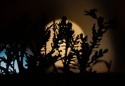 Silhouette of wild plants against a large full moon in the night sky.