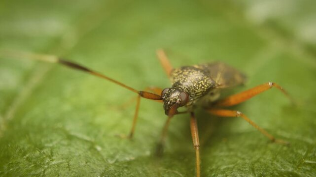 Closterotomus biclavatus, a plant bug belonging to the family Miridae, on a leaf.