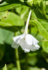 Young shoots of flowering plants in the spring in a sunny meadow