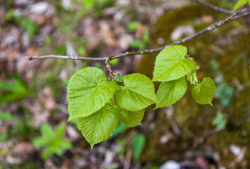 Young shoots of flowering plants in the spring in a sunny meadow